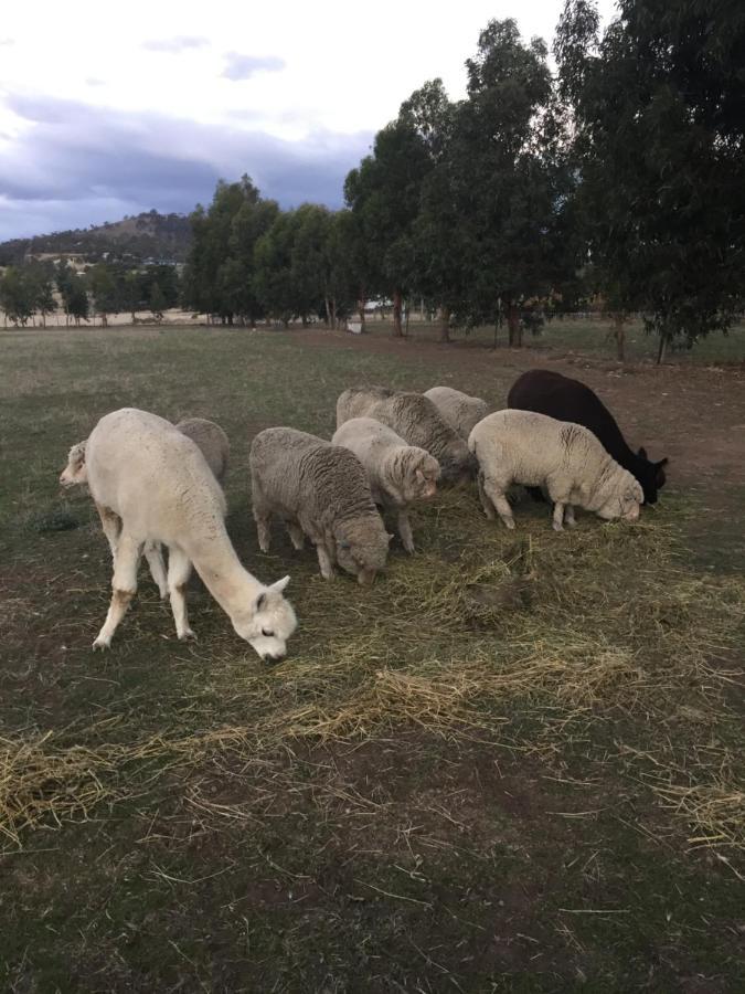 Taras Richmond Farmstay Campania Екстериор снимка